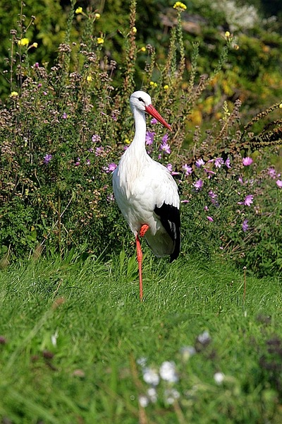 storch-1.jpg